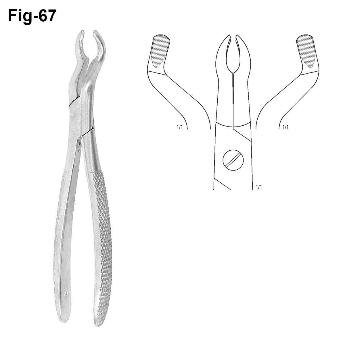 Dental Tooth Extraction Forceps – Upper Wisdom Tooth D67 | Professional Stainless Steel Extraction Pliers